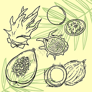 矢量热带水果异国插图情调市场绘画饮食营养艺术食物收藏图片