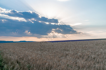 农村的绿色麦田 特写 在阳光明媚的春日 麦田在风中飘扬 年轻和绿色的小穗 大麦作物的耳朵在自然界中 农学 工业和食品生产收成小麦图片