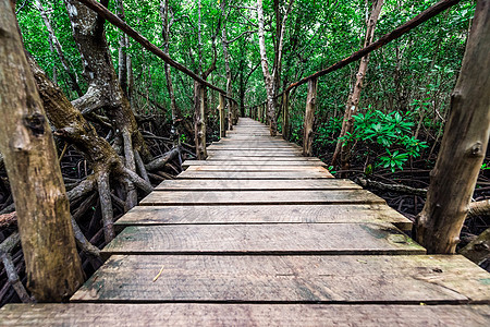 桑给巴尔境内有木道的美丽红树林热带旅游红树生长沼泽环境假期木头植物衬套图片