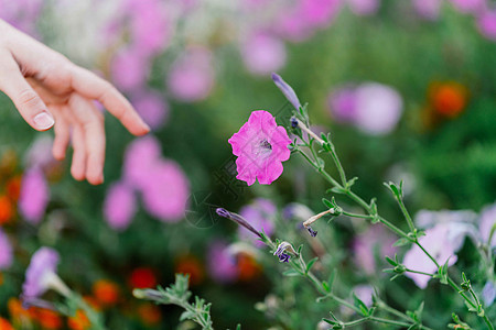 用于花巷装饰自然的手伸手天空蓝色生长田园紫色宏观野花植物投标摄影图片