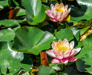 粉红色的荷花或莲花 在绿色池塘的背景下 叶子上有斑点 花瓣的橙色落日覆盖着雨滴 太阳照亮的魔法莲花 选择性焦点图片