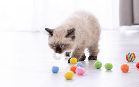 玩玩具游戏小猫眼睛饲养员猫咪毛皮动物孩子布娃娃哺乳动物白色图片