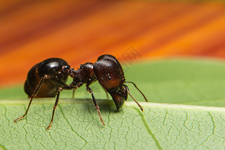 树枝上的蚂蚁菲多尔喷气式飞机驾驶员照片黑色宏观工人热带生活动物团队野生动物图片