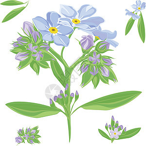 一组美丽的勿忘我花束植物群叶子植物蓝色风格花园艺术装饰植物学花坛图片