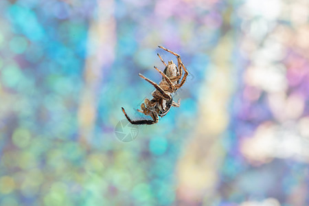 宏蜘蛛彩色博keo背景蛛形荒野跳跃动物蜘蛛昆虫眼睛黑色棕色图片