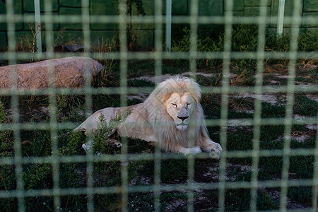 男性白色狮子躺倒在地上马赛动物说谎动物园荒野公园国家国王女性鬃毛图片
