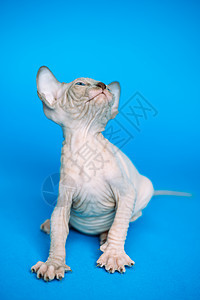 加拿大Sphynx猫的Kitten 站在蓝色背景上图片