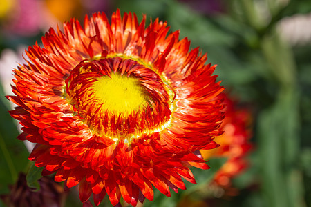 种植花草花粉色绿色花园白色黄色宏观植物植物群花瓣花朵图片