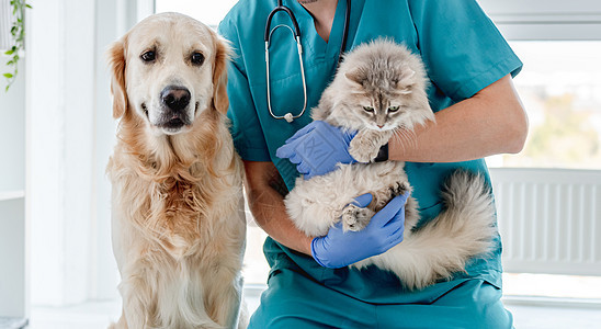 诊所中与狗和猫一起食用卫生兽医程序专家病人手套猫科药品男性检查图片