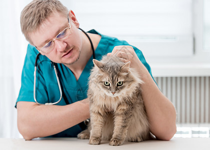 在兽医办公室对猫进行定期检查的兽医师 医院医生桌子咨询接种药品专家动物访问疫苗护士说谎图片