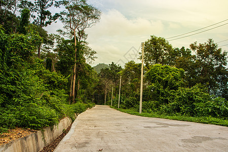 风景自然踪迹 林地环境绿色叶子树木森林场景季节乡村远足人行道图片