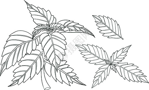 在白色背景隔绝的罗勒叶 罗勒是一种芳香和芳香的调味品 手绘矢量图 它制作图案着色树叶营养菜单香蒜食物蔬菜宏观沙拉叶子植物图片