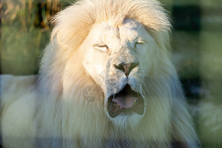 动物园里的白狮子 动物之王哺乳动物力量灰尘奢华天空猎人狮子捕食者姿势帆布图片