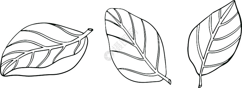 在白色背景隔绝的罗勒叶 罗勒是一种芳香和芳香的调味品 手绘矢量图 它制作图案着色蔬菜彩页树叶饮食营养香蒜宏观植物菜单草本植物图片