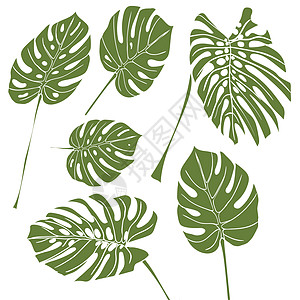 剪影热带龟背竹叶 孤立在白色背景上的绿色图片