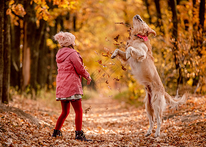 幼童和金色猎犬乐趣宠物动物幸福童年季节青春期公园友谊叶子图片