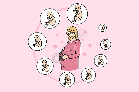胚胎发育阶段的孕妇图片