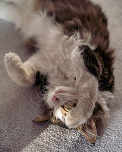 懒猫睡在家里的椅子上损失背光瞌睡动物睡眠情感太阳毛皮晴天肥胖图片