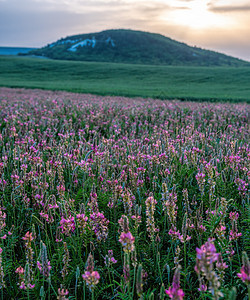 粉红花 Sainfoin 的领域 野花背景 农业概念 盛开的红豆草或圣三叶草野花图片