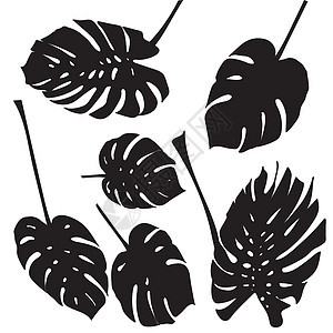 剪影热带龟背竹叶 孤立在白色背景上的黑色海滩植物棕榈丛林气候森林天堂异国植物群季节图片