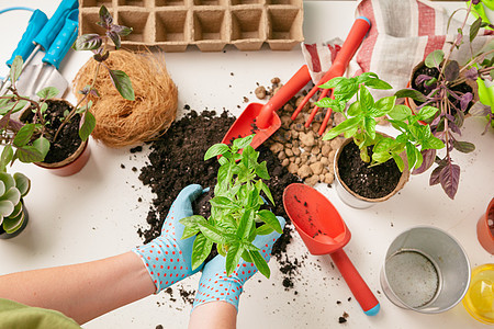 家里的园艺 女人手和小桌子花盆植物家政植物群手套女孩露台家庭工具喜悦图片