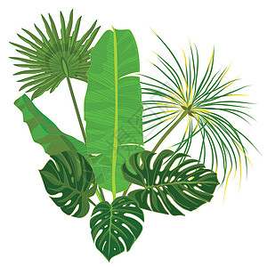 手绘热带棕榈叶组合物与白色背景上的丛林奇花异草植物载体它制作图案插图雨林织物蕨类海滩纺织品叶子墙纸莎草丛林图片