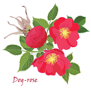 在逼真的手绘样式中设置红色的玫瑰花和叶子蓝色插图花园花瓣茄子草药生日植物浆果纪念日图片