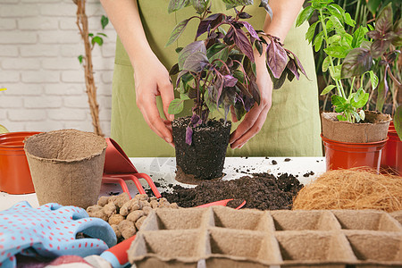 家里的园艺 女人手和小桌子木头女孩女士种植花园植物群花坛房子手套花盆图片