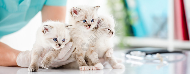 兽医诊所的拉格多尔小猫白色检查哺乳动物布娃娃宠物医生眼睛动物医院医疗图片