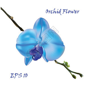 蓝色孤立兰花花异国形状天堂森林卡片植物植物学蓝色温室派对图片