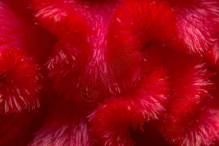 红色底底花朵模式玫瑰花瓣宏观植物图片