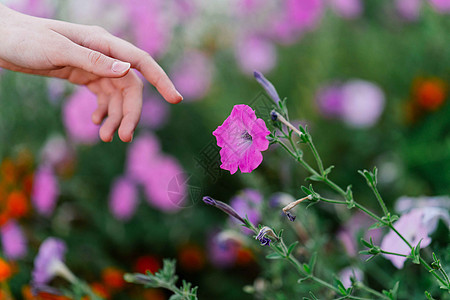 用于花巷装饰自然的手伸手宏观天空花瓣植物紫色植物群灯泡阳光花坛农田图片