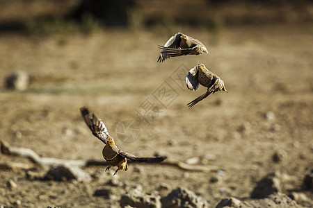 南非Kgalagadi跨界公园的Namaqua沙质种植飞行动物自然保护区生物圈驱动旅游观鸟沙漠气候游戏图片