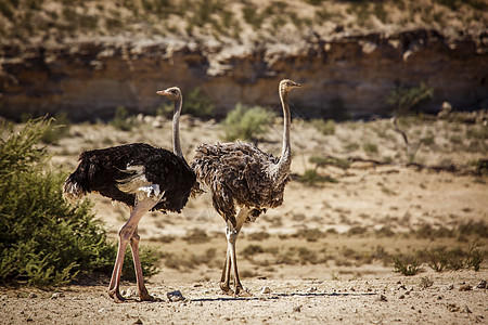 南非Kgalagadi跨界公园的非洲Ostrich生物圈野性栖息地旱地驱动旅游鸵鸟气候荒野女性图片
