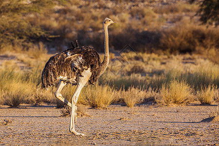 南非Kgalagadi跨界公园的非洲Ostrich鹤科游戏动物女性荒野气候野生动物自然保护区生物保护区图片