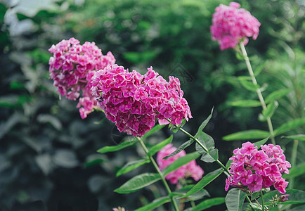 户外鲜花植物花瓣绿色花园季节树叶场地粉色植物群圆锥花序图片