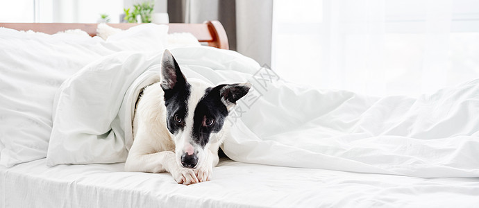 床上可爱的狗狗白色哺乳动物休息卧室犬类房子睡眠小狗毯子朋友图片