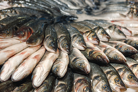 在超市的冰柜上 排在不同的新鲜鱼鲈鱼柜台大卖场饭馆鱼片甲壳海鲜购物中心部门水产图片
