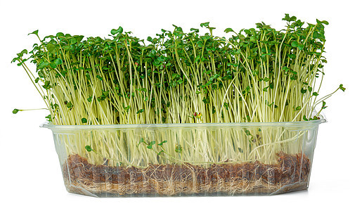 孤立在白色上的水晶沙拉微绿芽食物种子农业草本植物生物植物水芹营养绿色叶子图片
