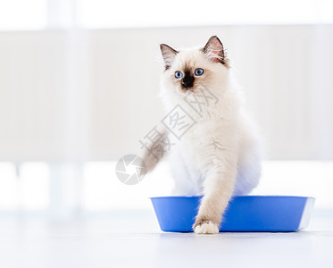 灯光室的拉格多猫宠物猫咪洗手间哺乳动物爪子动物白色毛皮蓝色托盘图片