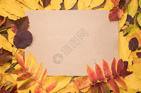 你好十月 秋天明亮的彩色叶子上的秋天组合物顶视图 带有纸片和文本位置图片