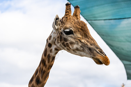 在加拿大多伦多附近的野生动物保护区 一只好奇的长颈鹿 在蓝天白云上的肖像哺乳动物骆驼动物眼睛耳朵单峰喇叭脖子环境女性图片