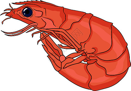 虾虾图标设置 收集无壳虾 它制作图案的现实矢量标识甲壳油炸尾巴食物对虾动物蔬菜市场贝类图片