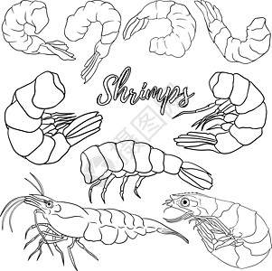 虾虾图标设置 收集无壳虾 逼真的矢量图着色页甲壳插图营养宏观老虎海洋午餐香菜动物盘子图片