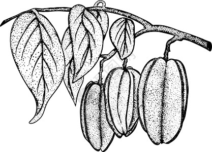 手绘杨桃 一片杨桃 矢量手绘 素描植物插图 健康食品 超级食物乐园水果甜点热带草图黄色情调醋栗季节饮食图片