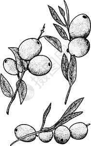 素描手绘橄榄集 橄榄果束和带叶的橄榄枝 在白色背景上孤立的矢量图铅笔叶子美食蚀刻草图插图收藏水果艺术市场图片