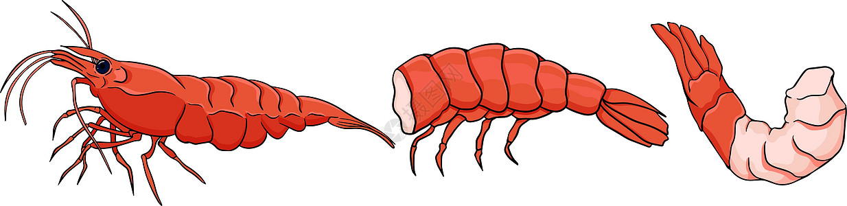 虾虾图标设置 收集无壳虾 它制作图案的现实矢量贝类盘子午餐食物老虎油炸海鲜尾巴对虾营养图片