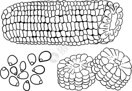 矢量手绘农场蔬菜集 孤立的玉米棒子 雕刻艺术 有机素描素食对象 用于餐厅菜单杂货市场商店派对米收藏食物核心粮食收成墨水蚀刻叶子植图片