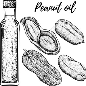 油套 手绘矢量图 花生油 用于化妆品或食品 素描风格矢量有机食品插画艺术厨房绘画液体雕刻菜单草图蔬菜叶子水果图片