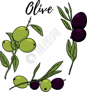 素描手绘橄榄集 橄榄果束和带叶的橄榄枝 在白色背景上孤立的矢量图草图收藏艺术烹饪水果插图厨房叶子标识市场图片